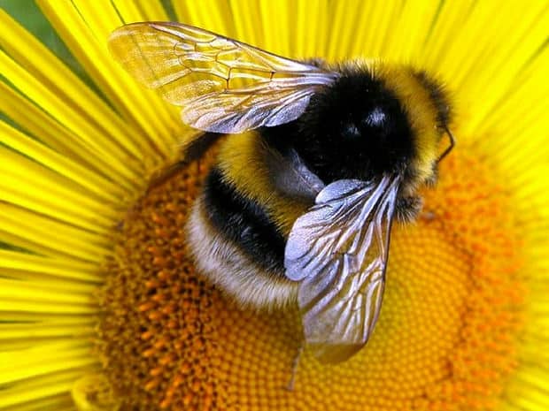 api uccise da pesticidi