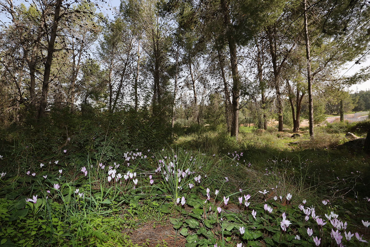 Spring-in-the-Ben-Shemen-Forest-2015-Yossi-Zamir-photo